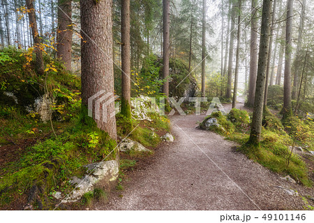Foggy Landscape with Autumn Forest Foggy Landscape with Autumn Forest 49101146
