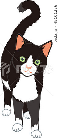 Tuxedo Cat Stock Illustration