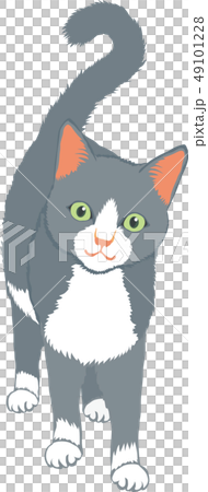 灰色タキシード猫 49101228