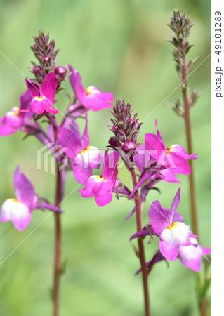 リナリア（姫金魚草） 49101289