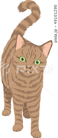 キジ猫のイラスト素材 キジ猫のイラスト素材