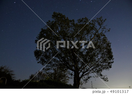 星空と大木 星空と大木 49101317
