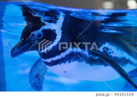 すみだ水族館のペンギン 49101559