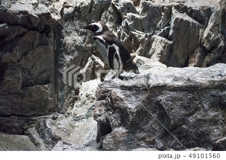 すみだ水族館のペンギン 49101560