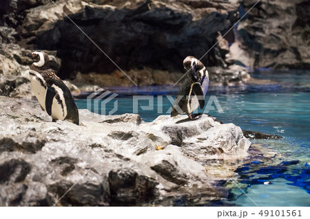 すみだ水族館のペンギン 49101561
