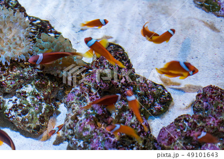 すみだ水族館のクマノミ すみだ水族館のクマノミ 49101643