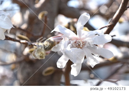 シデコブシ（四手辛夷） 49102173