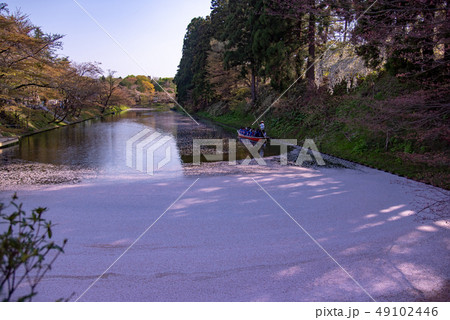 青森　弘前城の花筏　お濠に浮かんだ桜の花びら　観光船 49102446
