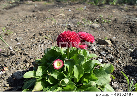 デージー 49102497