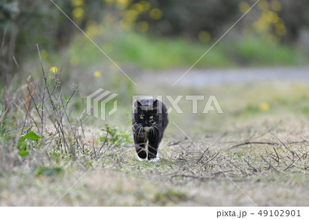 猫・野良猫・錆柄・クロちゃん・三月・歩く・可愛い・美人・メス 49102901