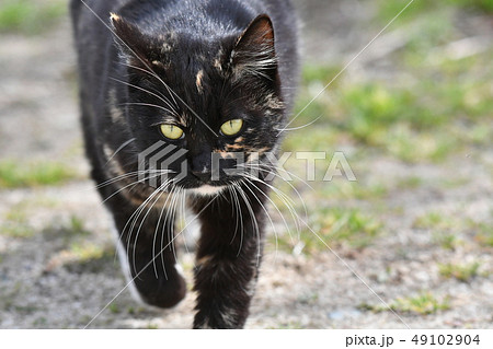 猫・野良猫・錆柄・クロちゃん・三月・歩く・可愛い・美人・メス 49102904