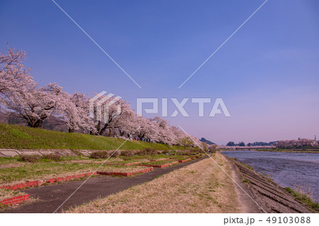 秋田県　仙北市　角館　桧木内川堤の桜　ソメイヨシノ 49103088