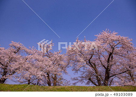 秋田県　仙北市　角館　桧木内川堤の桜　ソメイヨシノ 49103089