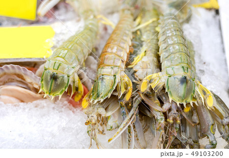 fresh mantis shrimp or oratosquilla 49103200