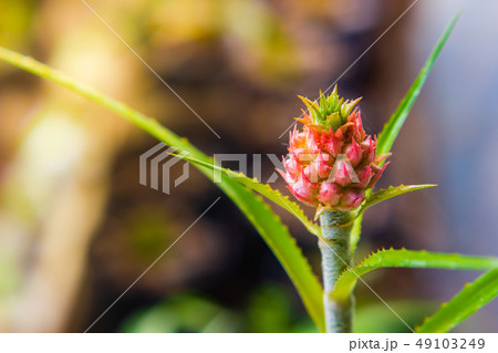 small pineapple the plant is ornamental in garden 49103249