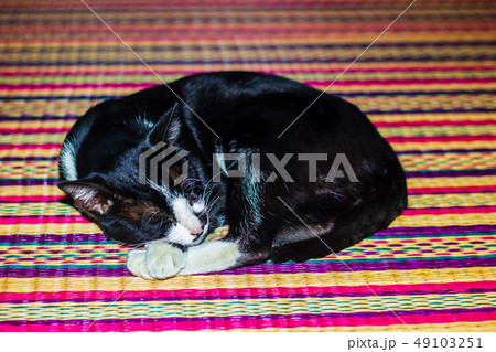 close up cat sleeping 49103251