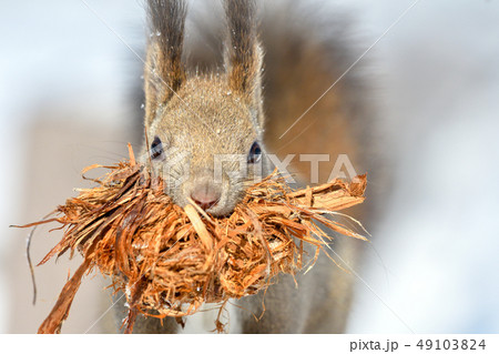 エゾリスの巣作り 49103824