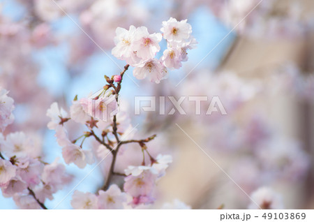 closeup of pink cherry blossom flowers at spring closeup of pink cherry blossom flowers at spring 49103869
