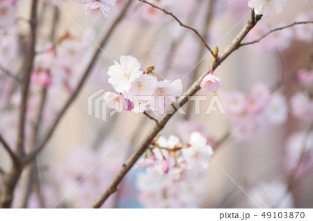 closeup of pink cherry blossom flowers at spring 49103870