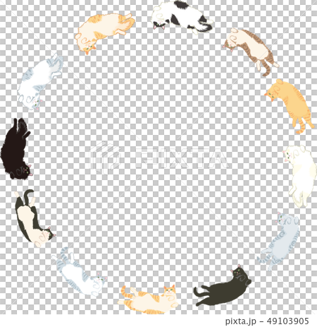 Various types of cats 49103905