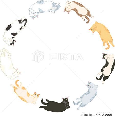 色々な種類の猫 色々な種類の猫 49103906