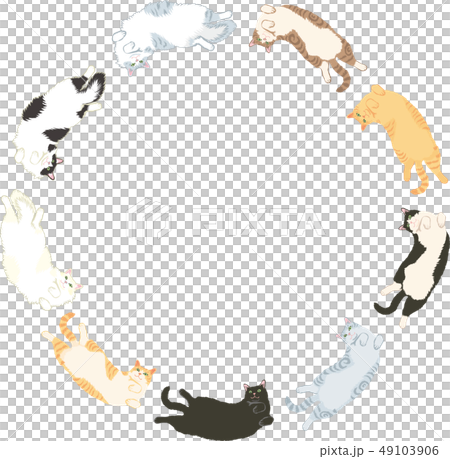 色々な種類の猫 色々な種類の猫 49103906