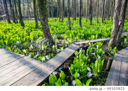 秋田県　仙北市　刺巻湿原の水ばしょう群生　木道 49103925
