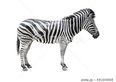 Zebra on white background isolated with path Zebra on white background isolated with path 49104008
