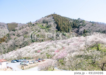 高尾山　高尾梅郷　木下沢梅林（こげさわばいりん） 49104096
