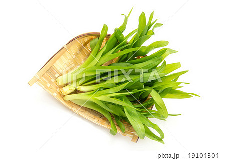 ヤブカンゾウ 49104304