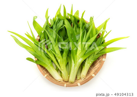 ヤブカンゾウ ヤブカンゾウ 49104313