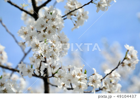 岡崎城の神代桜(愛知県) 岡崎城の神代桜(愛知県) 49104437