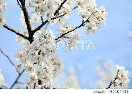岡崎城の神代桜(愛知県) 岡崎城の神代桜(愛知県) 49104438