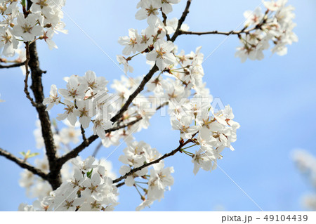 岡崎城の神代桜(愛知県) 岡崎城の神代桜(愛知県) 49104439