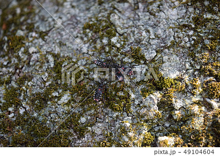 ヨコヅナサシガメ 幼虫 ヨコヅナサシガメ 幼虫 49104604