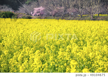 【菜の花畑 南伊豆町】 【菜の花畑 南伊豆町】 49104675