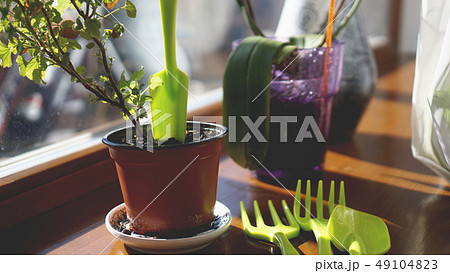 Planting flower garden. Pot plants on the windowsill 49104823