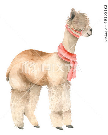 Cartoon watercolor lama portrait. 49105132
