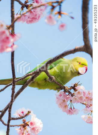 ワカケホンセイインコと桜 49105203