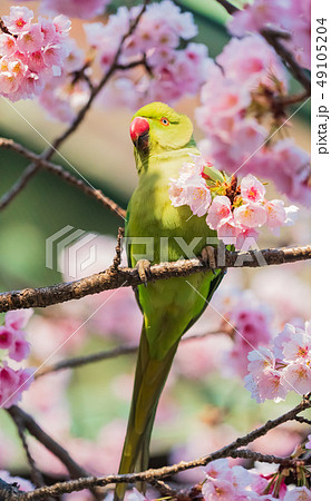 ワカケホンセイインコと桜 49105204