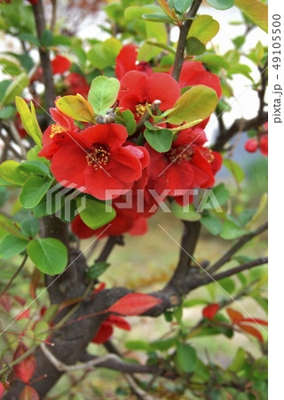 赤いボケの花の写真素材