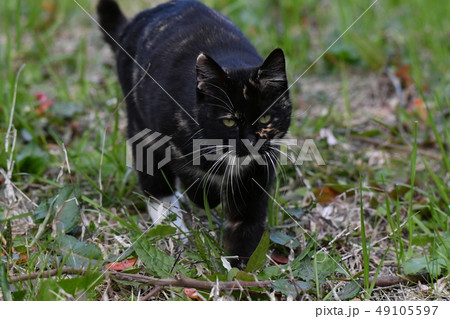 猫・野良猫・錆柄・クロちゃん・可愛い・快晴・三月・歩く・草むら 猫・野良猫・錆柄・クロちゃん・可愛い・快晴・三月・歩く・草むら 49105597