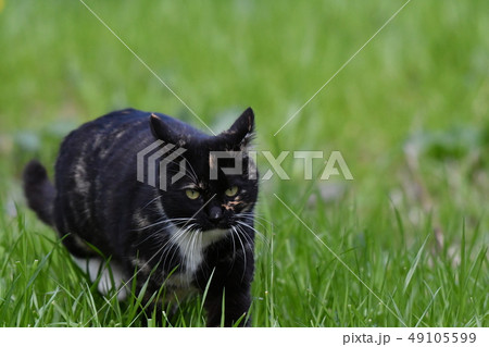 猫・野良猫・錆柄・クロちゃん・可愛い・快晴・三月・歩く・草むら 猫・野良猫・錆柄・クロちゃん・可愛い・快晴・三月・歩く・草むら 49105599