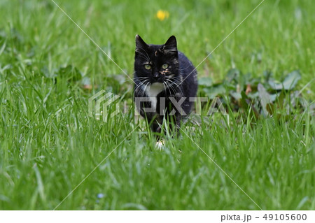 猫・野良猫・錆柄・クロちゃん・可愛い・快晴・三月・歩く・草むら 49105600