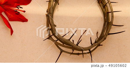 Crown of Thorns and orange Lily 49105602