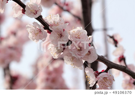 木の花 アンズ 杏子の花 大阪府枚方市 淀川の土手の写真素材