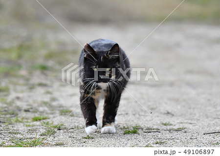 猫・野良猫・錆柄・クロちゃん・メス・散歩・三月・快晴・可愛い 49106897