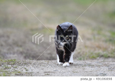 猫・野良猫・錆柄・クロちゃん・メス・散歩・三月・快晴・可愛い 猫・野良猫・錆柄・クロちゃん・メス・散歩・三月・快晴・可愛い 49106898