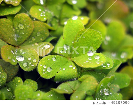 雨上がりのカタバミ 雨上がりのカタバミ 49107096