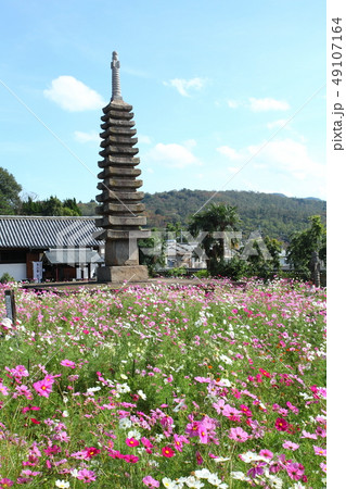 般若寺のコスモス 般若寺のコスモス 49107164